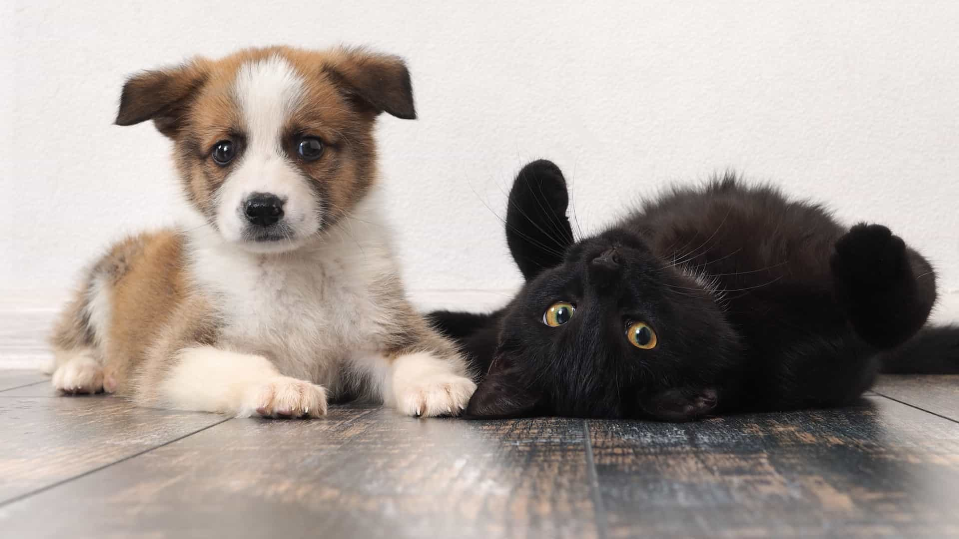 Cães e gatos: Dicas para acalmar o seu animal nas festas de Ano Novo